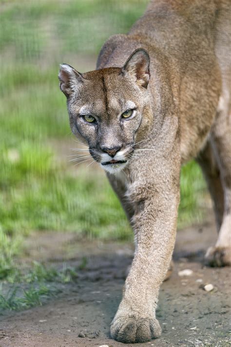 Cougar walks 